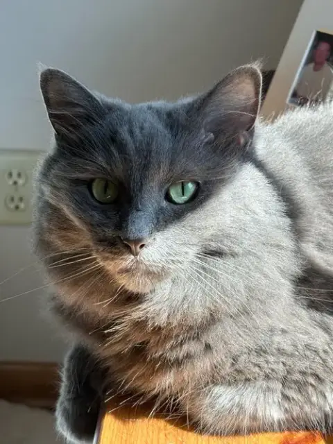 Daisy