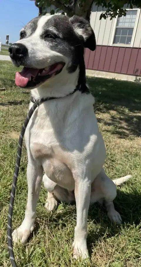 Darla