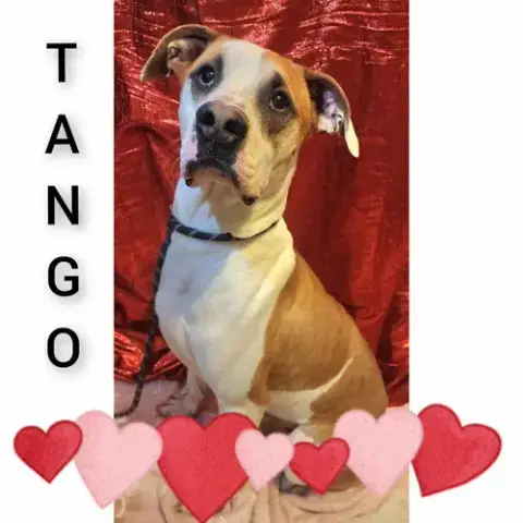 Tango photo 3