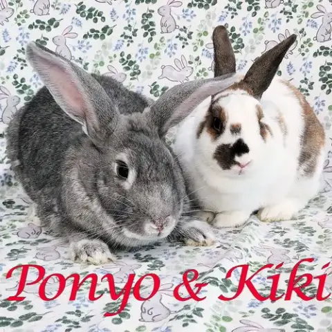 Ponyo