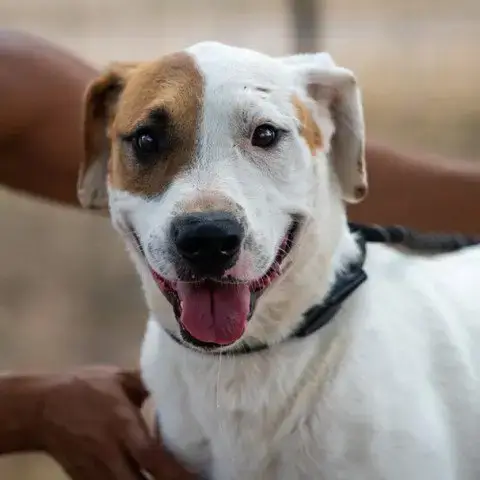 Wishbone Jum photo 3