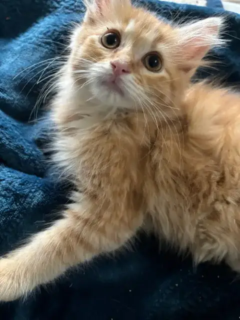 Cats/Kittens photo 5