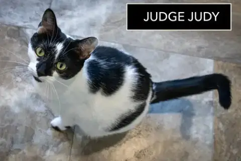 Judge Judy photo 4