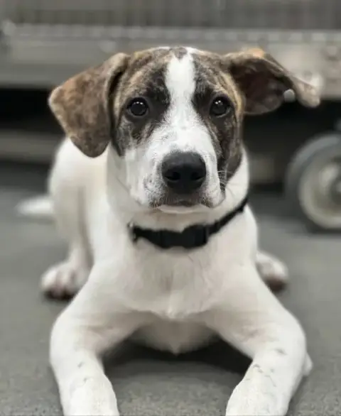 Bugsy photo 3