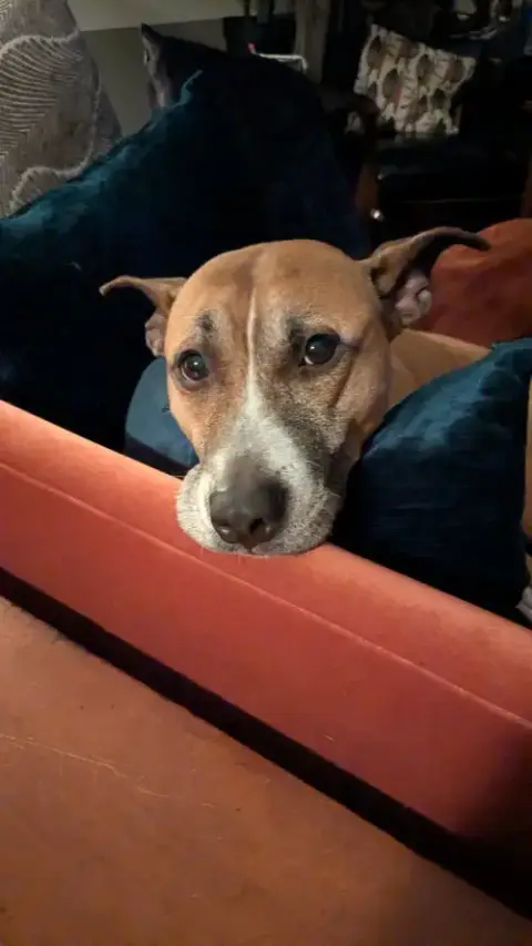 Hunie Urgent Foster Needed photo 5