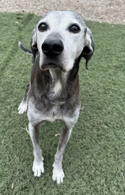 Toby