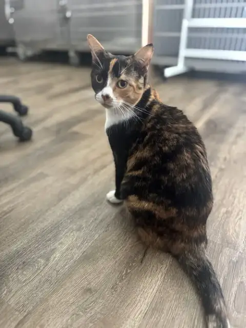Spice