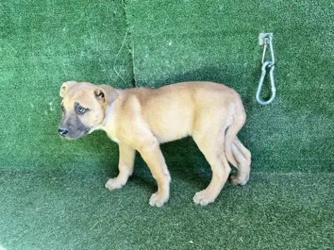 Bruno