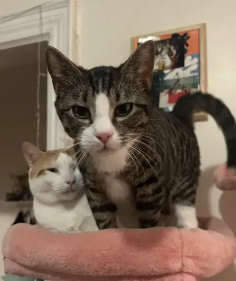 Tony And Ferris photo 2
