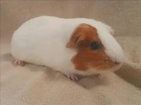Caramel