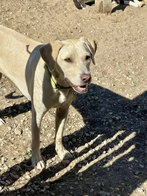 Toby photo 2