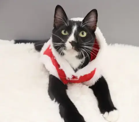 Pepe Le Pew photo 4