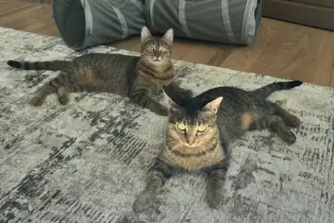 Nala photo 3