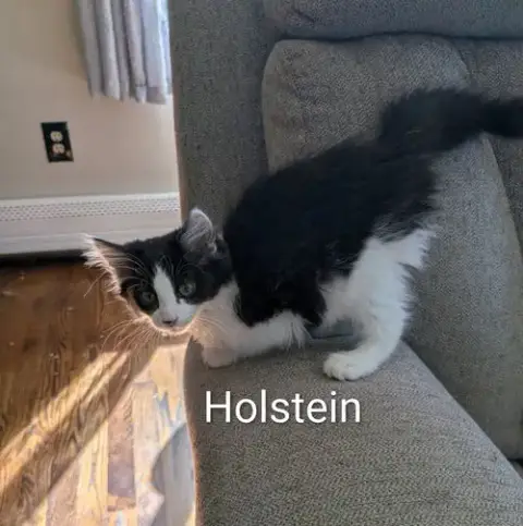 Holstein