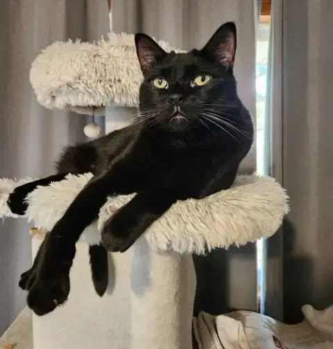 Bagheera photo 4