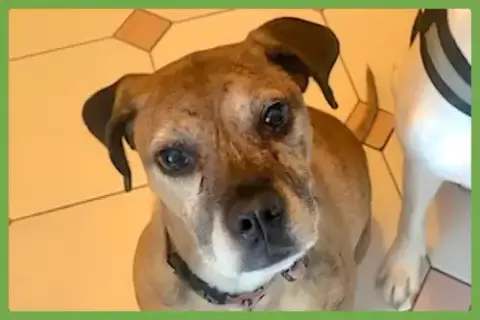 Maya