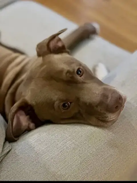 Junior