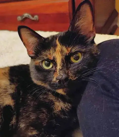 Mocha