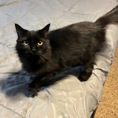 Delilah #1815