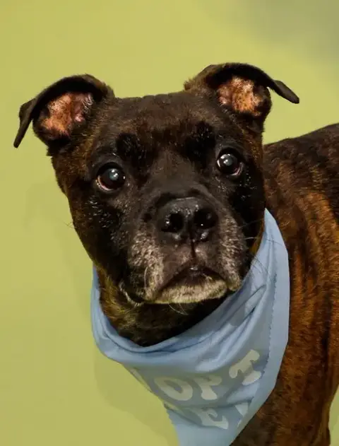 Chicken-Pending Adoption-Foster Home photo 3