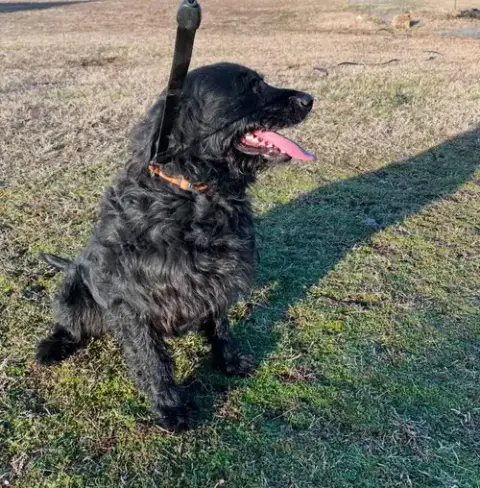 Milo photo 3