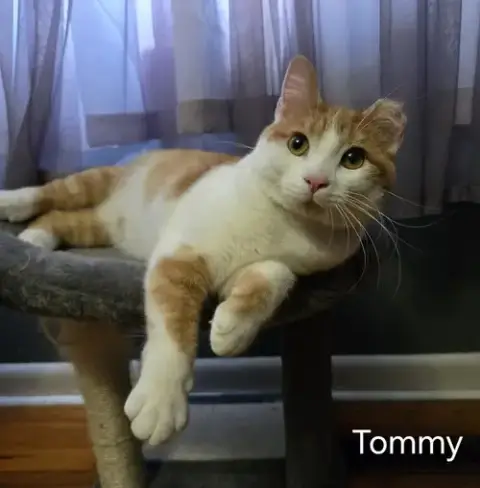 Tommy photo 3