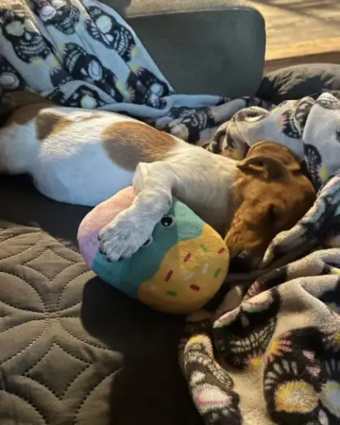 Tater-Tot photo 3