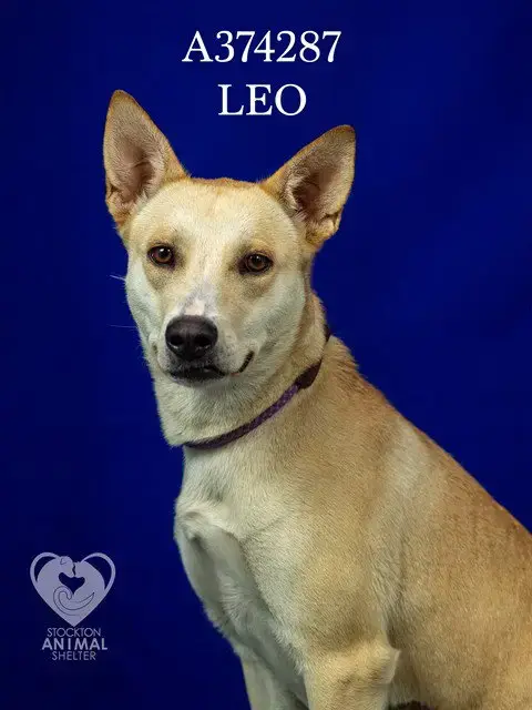 Leo