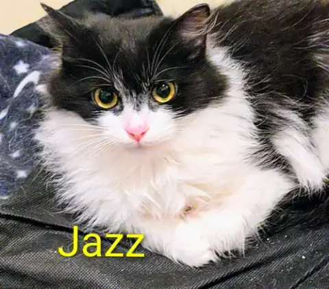 Jazz