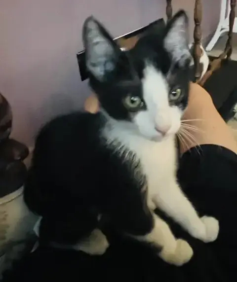 Sophia