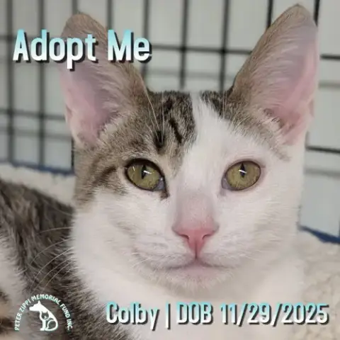 Colby