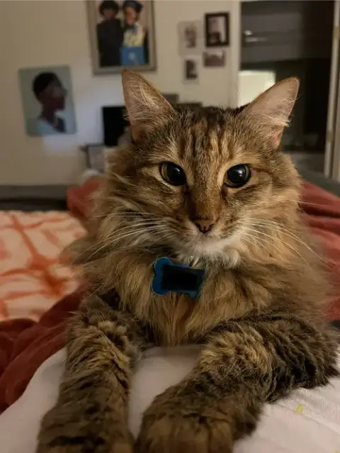 Sadie