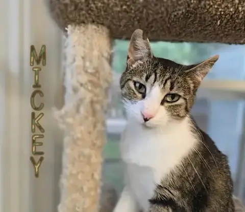 Mickey