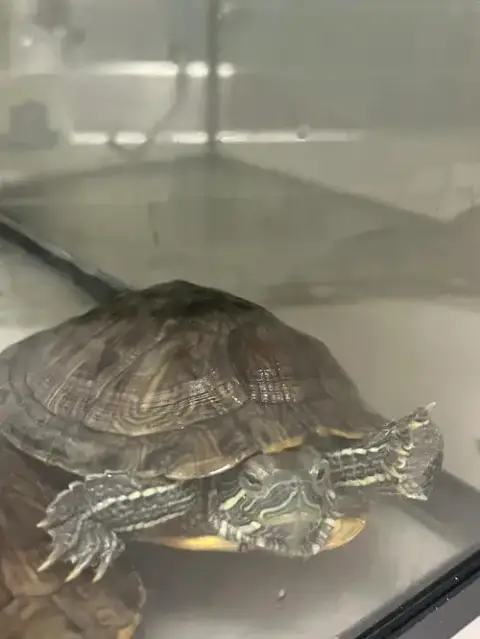 *Donatello