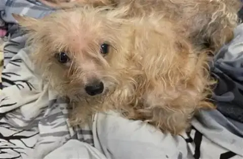 Willow