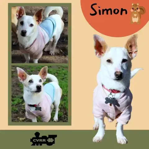 Simon