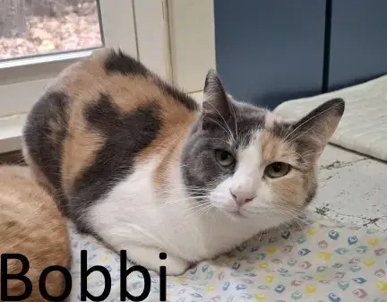 Bobbi
