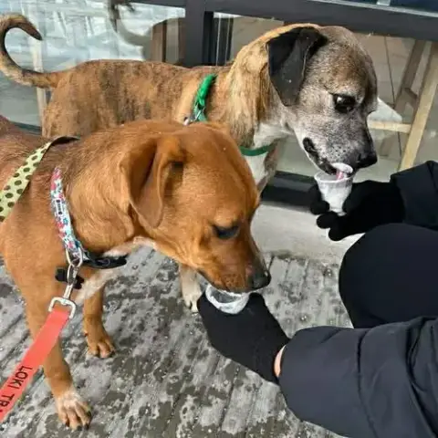 Lucy And Buck photo 3