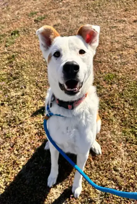 Ruger