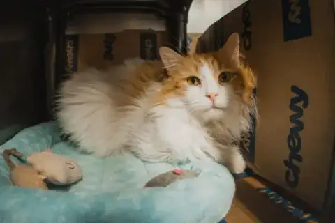 Sweet Potato photo 4