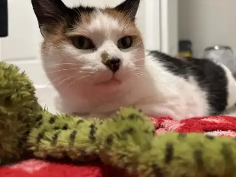 Mellie