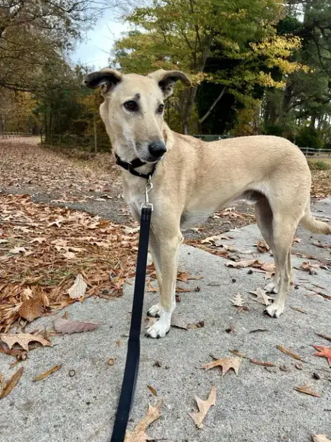 Brownie-  Courtesy Post photo 3