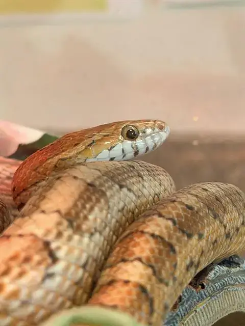 Snakey Mcsnakerson*