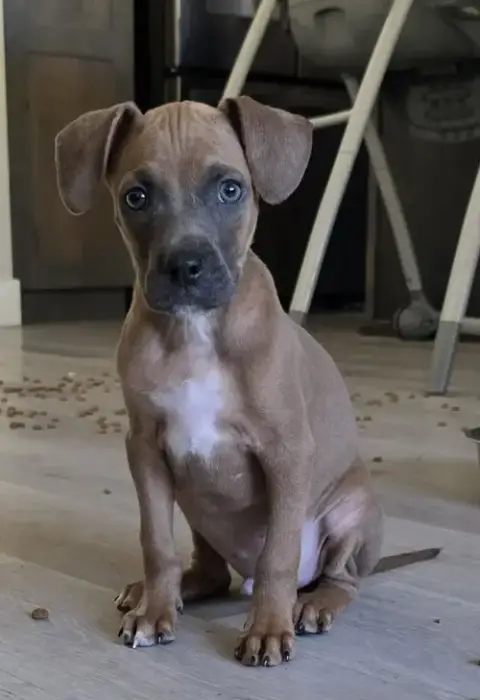 Diesel