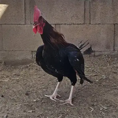 Chicken Little