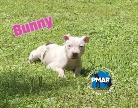 Bunny photo 4