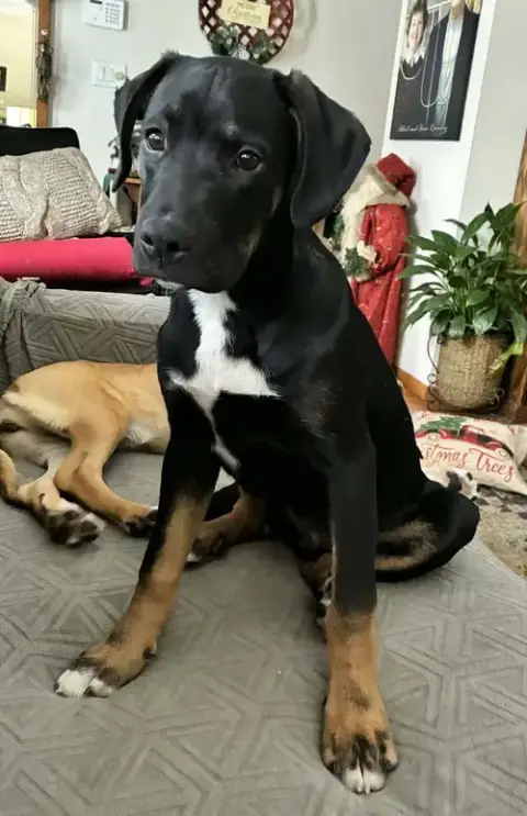 Wilson