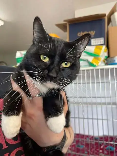 Gustavo