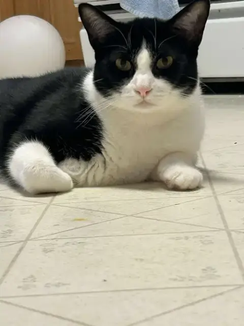 Sylvester J