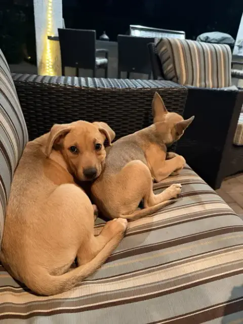 Sasha photo 3
